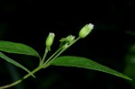 Blainvillea gayana