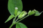 Blainvillea gayana