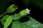 Blainvillea gayana