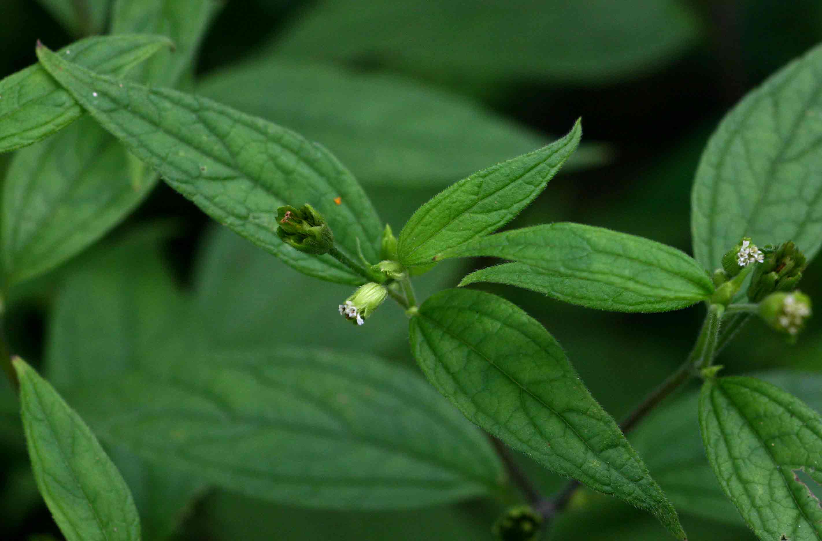 Blainvillea gayana