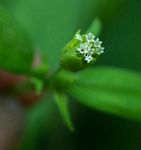 Blainvillea gayana