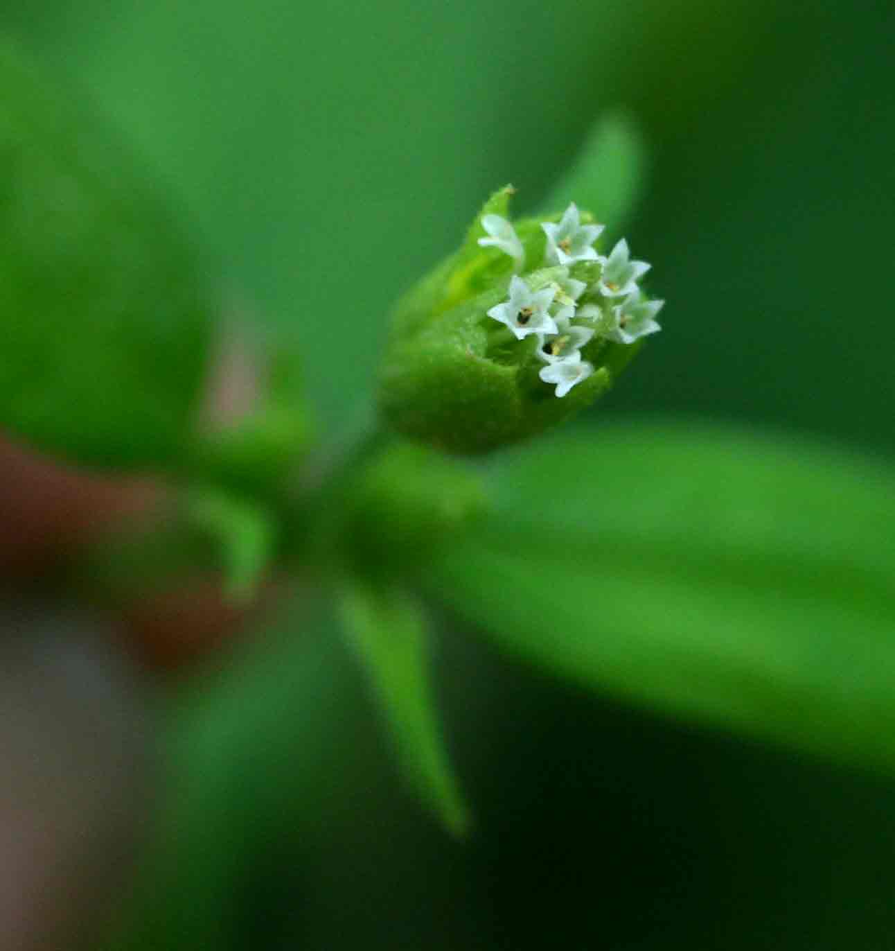 Blainvillea gayana