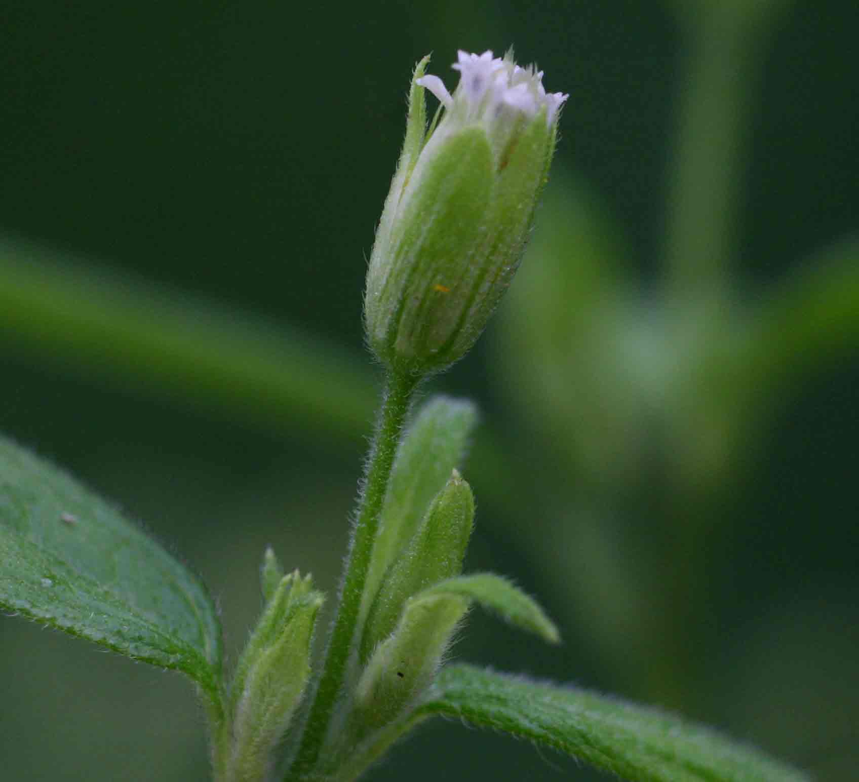 Blainvillea gayana