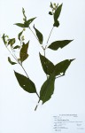 Blainvillea gayana