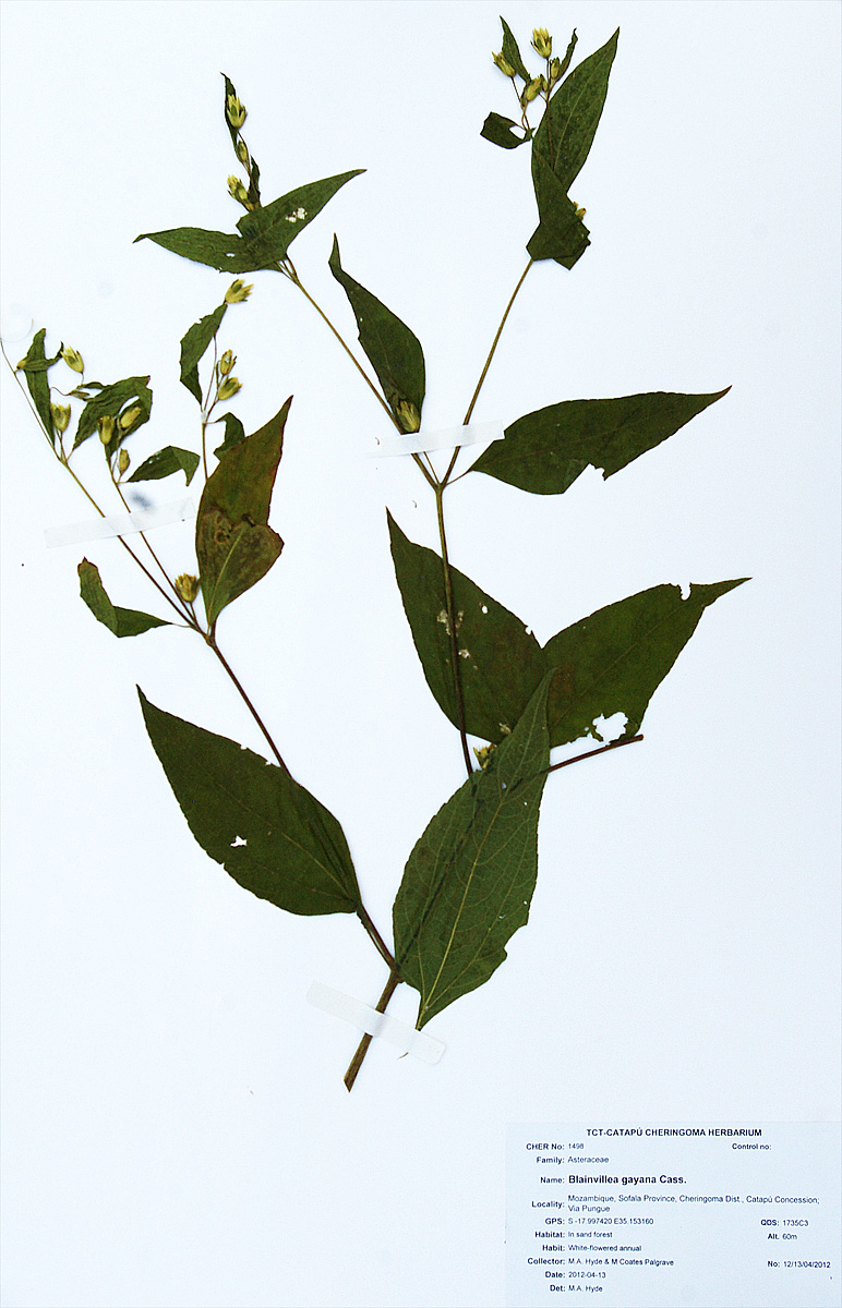 Blainvillea gayana