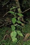 Blainvillea gayana