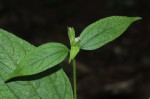 Blainvillea gayana