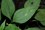 Blainvillea gayana