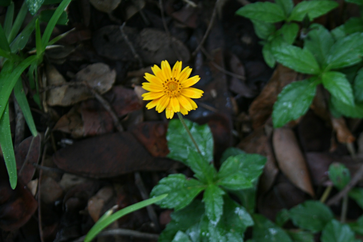 Sphagneticola trilobata