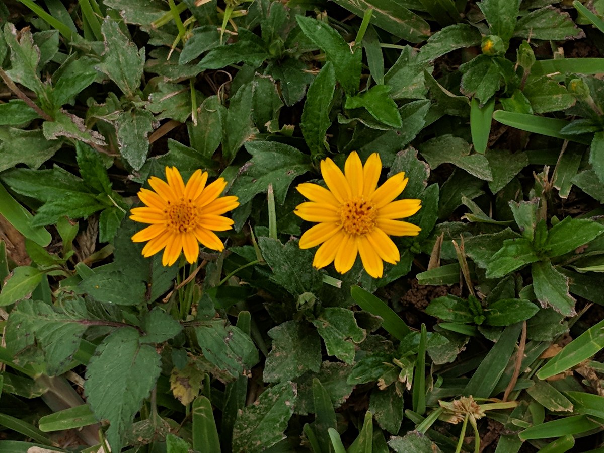 Sphagneticola trilobata