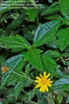 Sphagneticola trilobata