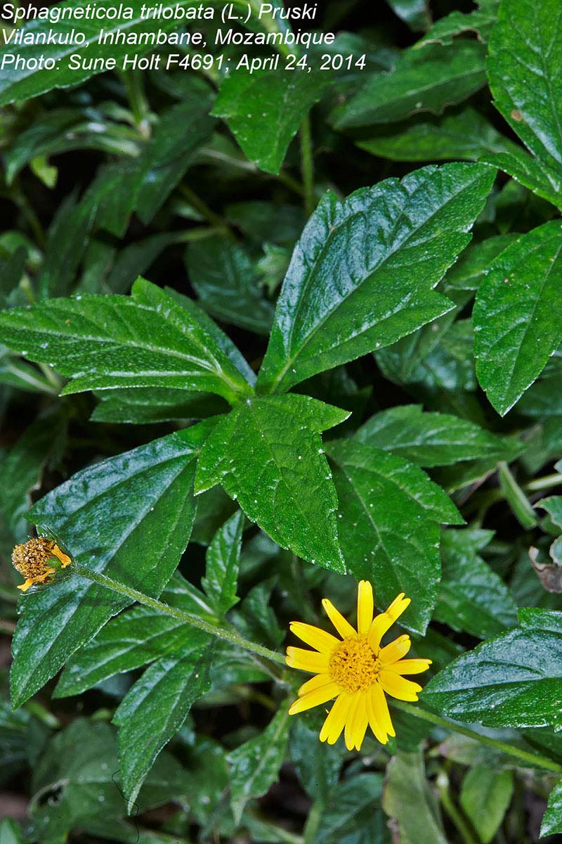 Sphagneticola trilobata