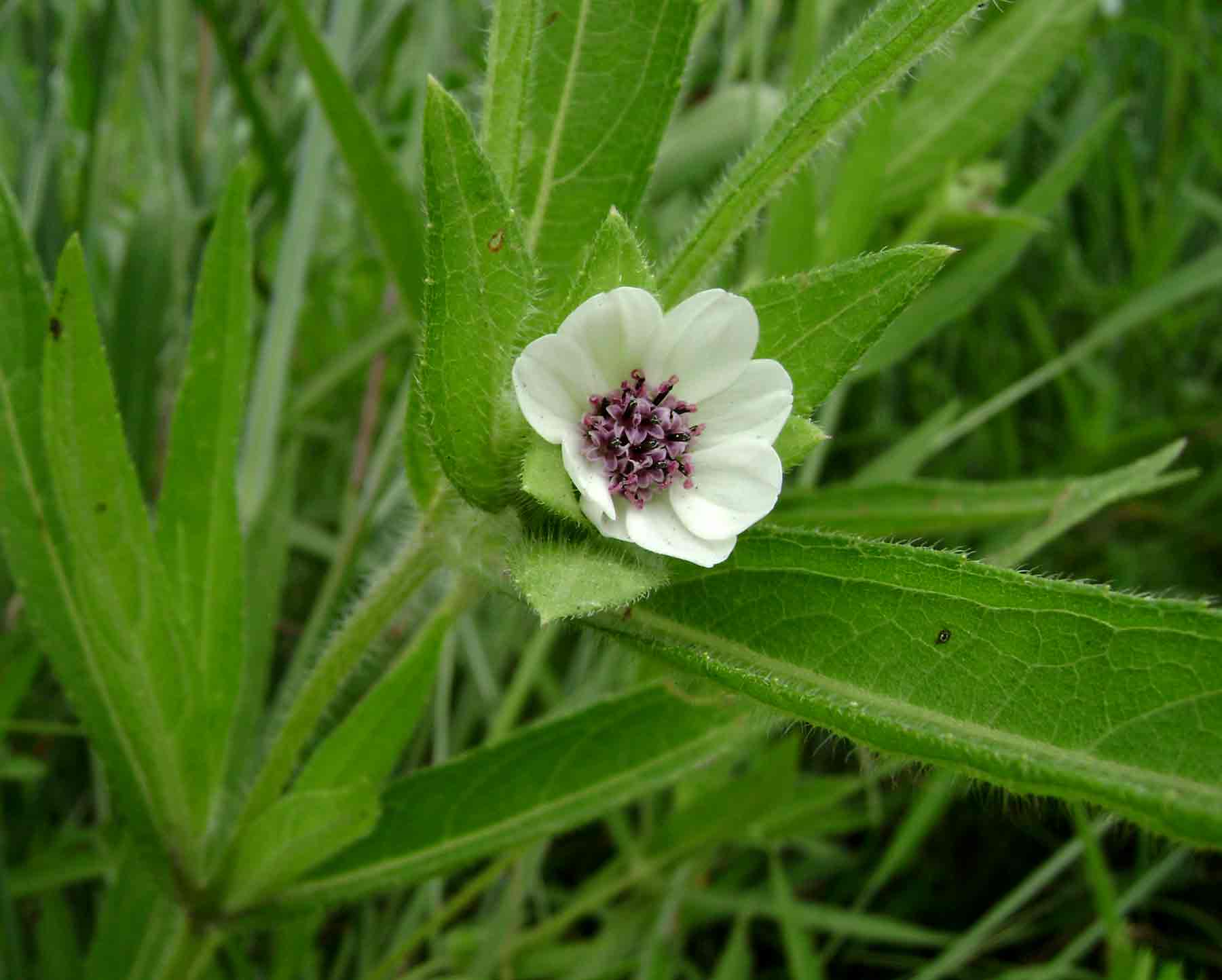 Aspilia kotschyi var. alba