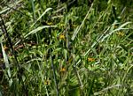 Aspilia mossambicensis