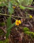 Aspilia mossambicensis