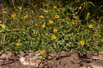 Aspilia mossambicensis