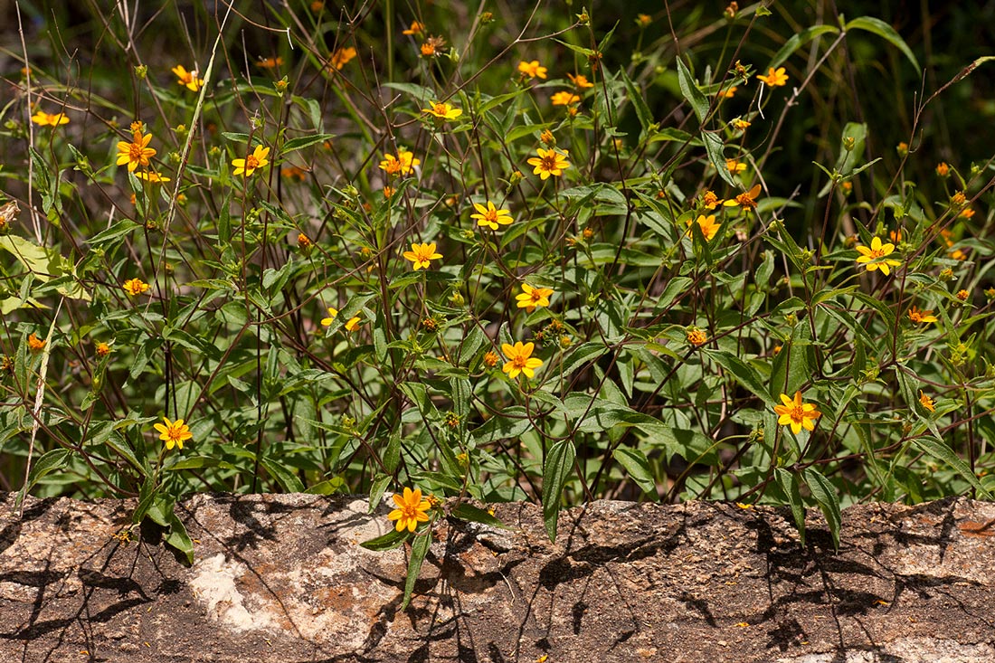 Aspilia mossambicensis