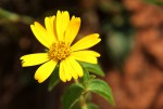 Aspilia pluriseta subsp. pluriseta
