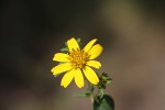 Aspilia pluriseta subsp. pluriseta