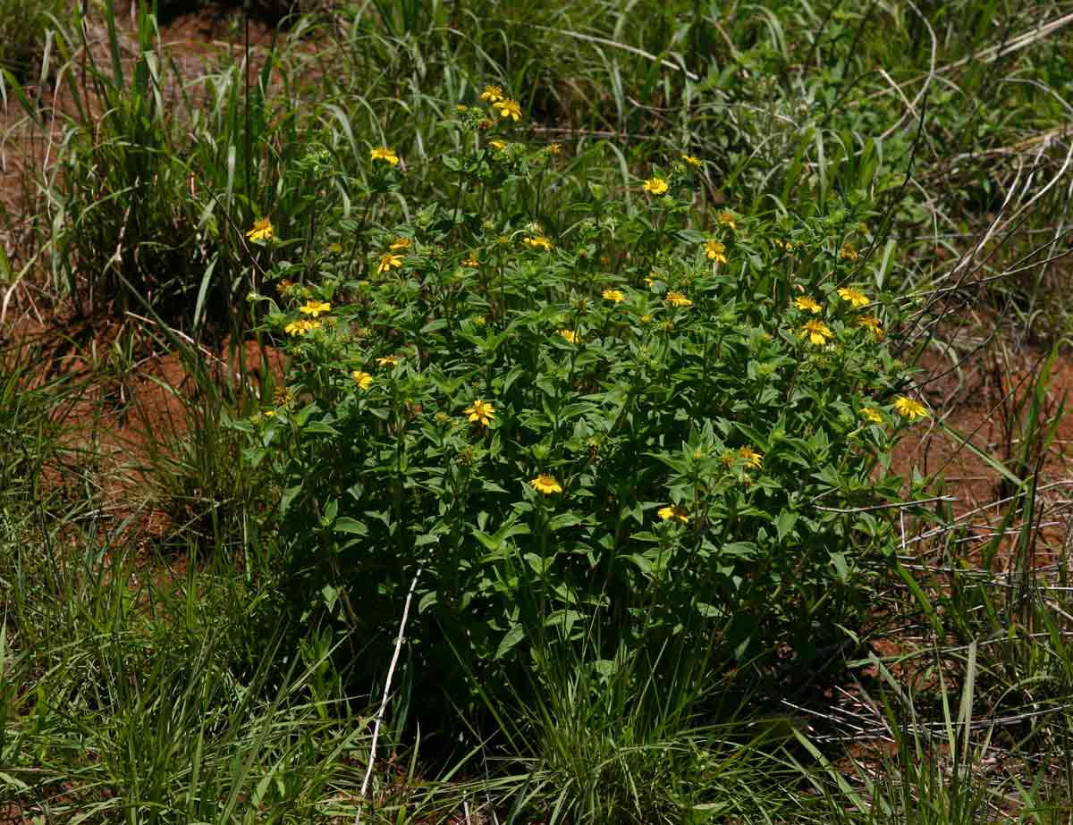 Aspilia pluriseta subsp. pluriseta