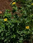 Aspilia pluriseta subsp. pluriseta