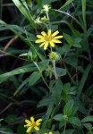 Aspilia pluriseta subsp. pluriseta