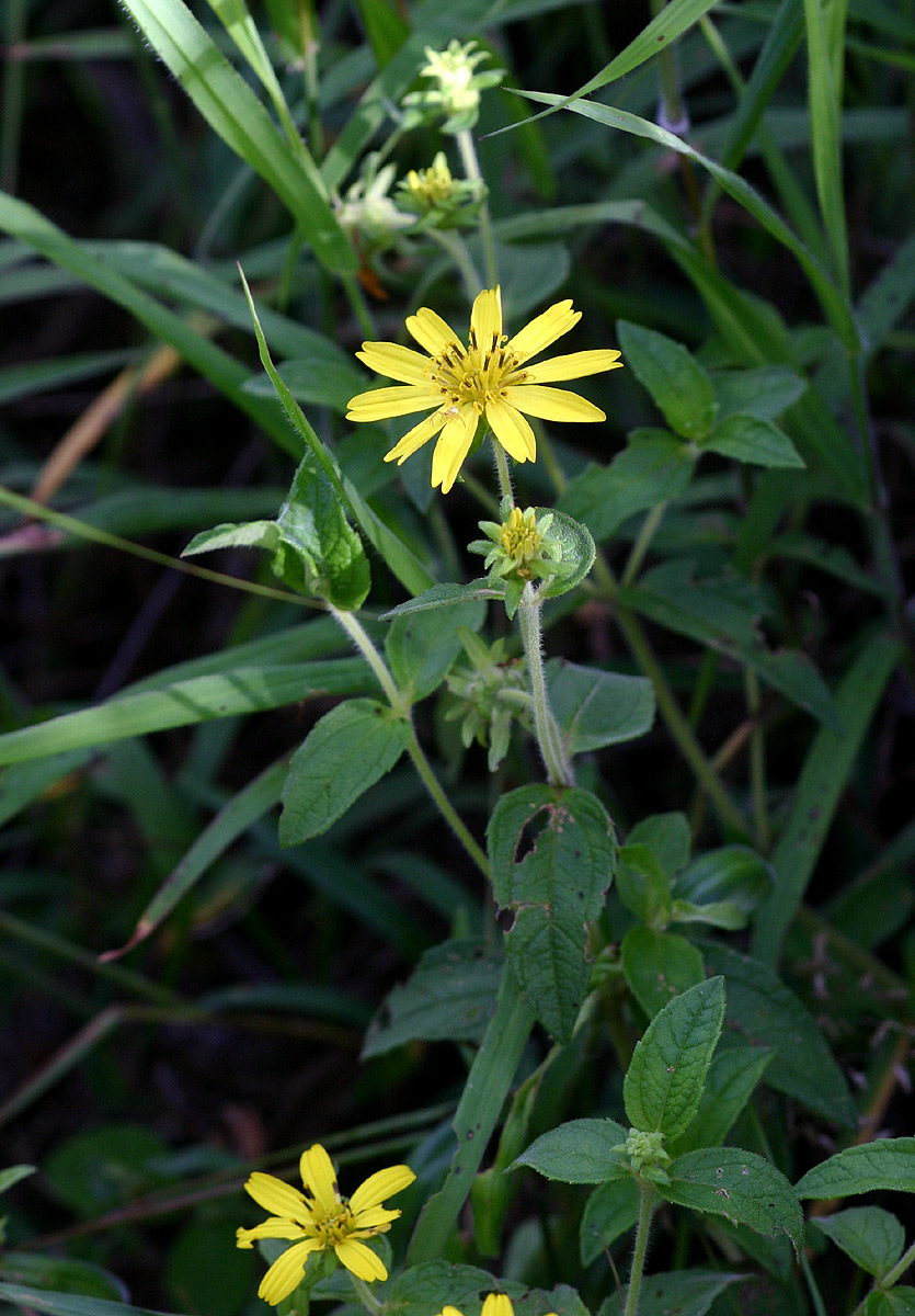 Aspilia pluriseta subsp. pluriseta