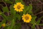 Aspilia pluriseta subsp. pluriseta