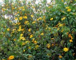 Tithonia diversifolia