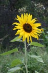 Helianthus annuus