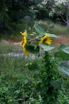 Helianthus annuus
