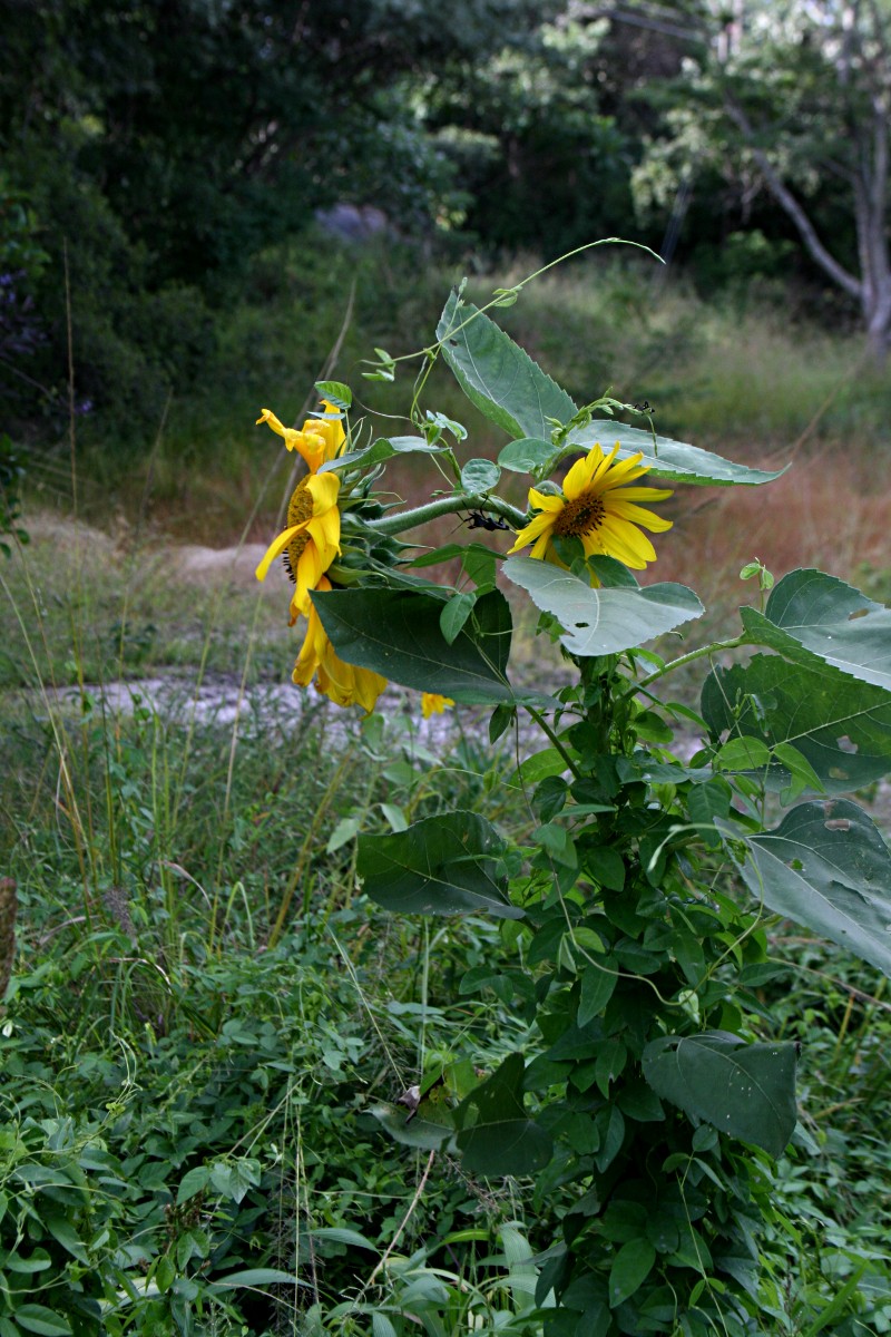 Helianthus annuus