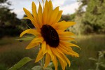 Helianthus annuus