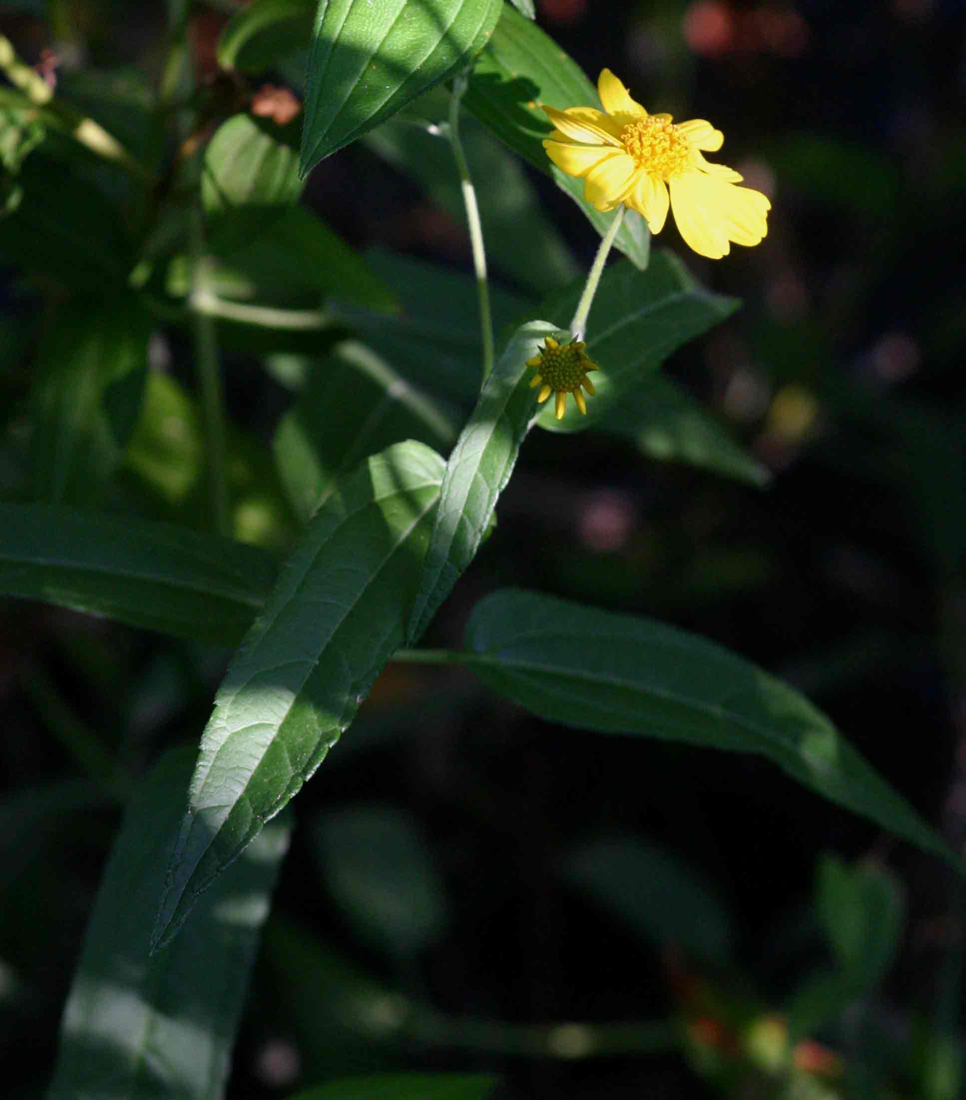 Lipotriche scandens subsp. madagascariensis