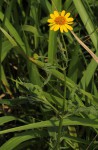 Lipotriche scandens subsp. madagascariensis