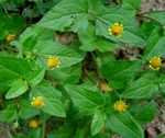 Spilanthes mauritiana