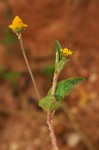Spilanthes mauritiana