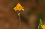 Spilanthes mauritiana