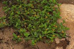 Spilanthes mauritiana