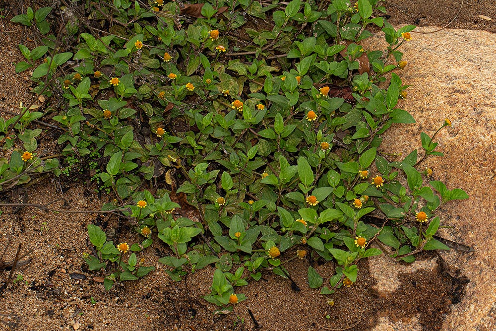 Spilanthes mauritiana