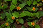 Spilanthes mauritiana