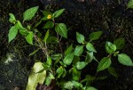 Spilanthes mauritiana