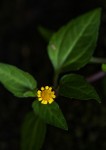 Spilanthes mauritiana