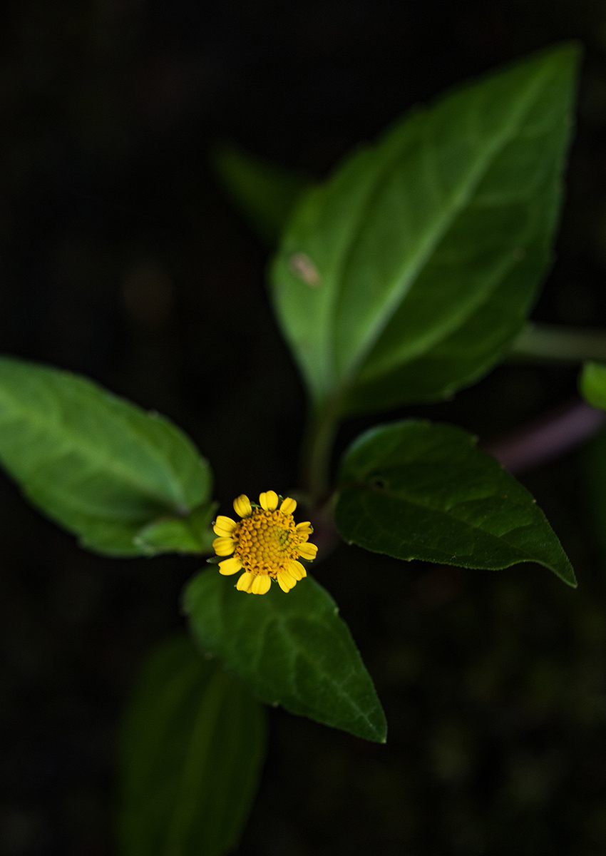 Spilanthes mauritiana