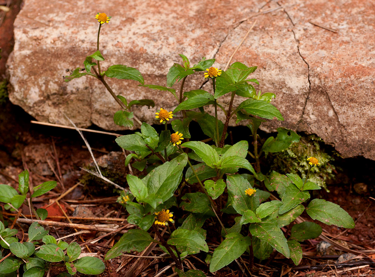 Spilanthes mauritiana
