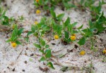 Spilanthes mauritiana