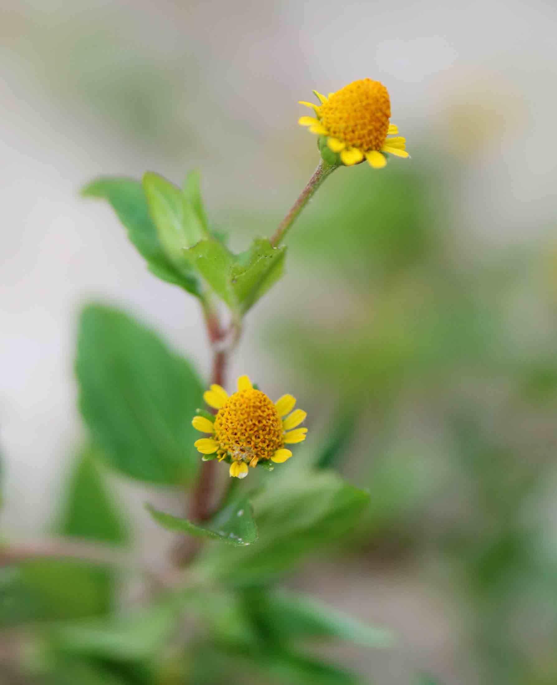 Spilanthes mauritiana
