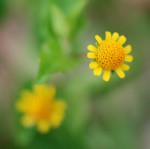 Spilanthes mauritiana