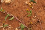 Spilanthes mauritiana