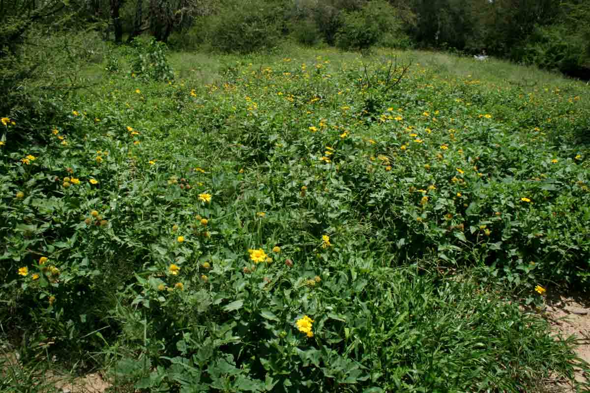 Verbesina encelioides